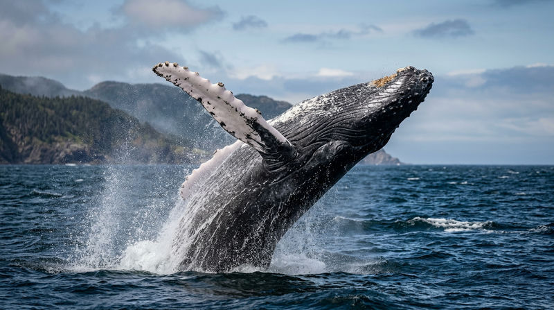 Đặc điểm sinh học và Hình thái học của Cá voi lưng gù