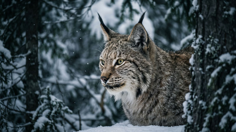 Cấu trúc giải phẫu và Đặc điểm sinh học đặc trưng của linh miêu