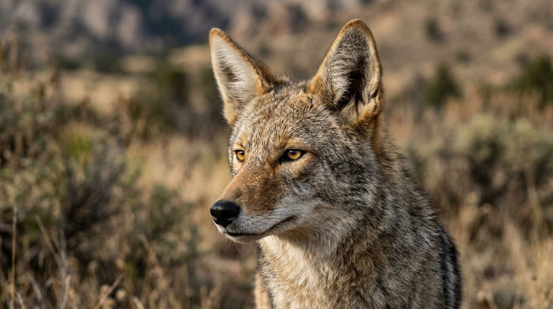 Đặc điểm hình thái học: Cách nhận diện chó sói đồng cỏ Bắc Mỹ