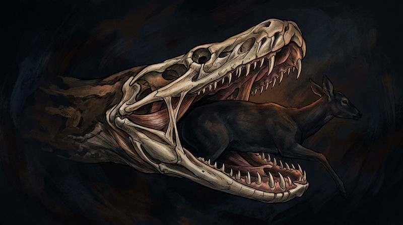 Đặc điểm hình thái học và Cấu tạo giải phẫu