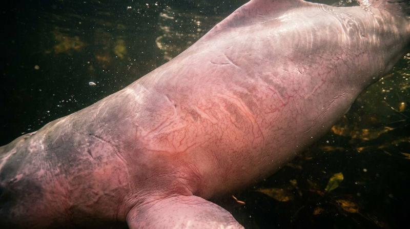 Giải mã sinh lý học: Tại sao cá heo lại có màu hồng?