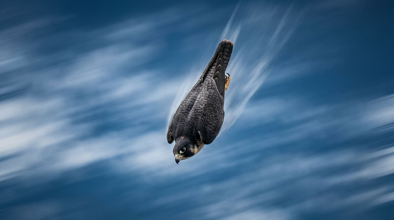 Khí động học, kỷ lục tốc độ và cơ chế săn mồi đỉnh cao