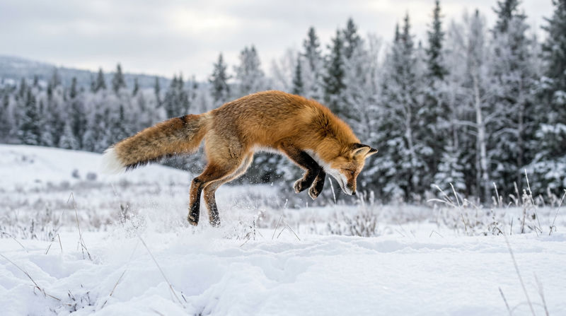 Cáo đỏ ăn gì? Chế độ dinh dưỡng và Kỹ năng săn mồi