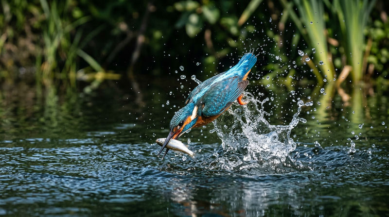 Cơ chế săn mồi và chế độ dinh dưỡng tự nhiên