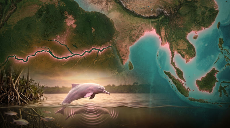 Đặc điểm sinh thái học: Cá heo hồng sống ở đâu và ăn gì?